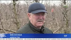 Forfotă în livezi: pomii fructiferi sunt curățați pentru o recoltă bogată