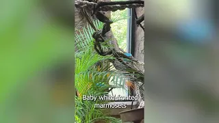 Little Rock Zoo welcomes two baby marmosets to primate exhibit