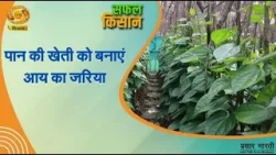Safal Kisan | सफल किसान: पान की खेती को बनाएं आय का जरिया | DD Kisan | March 05, 2026