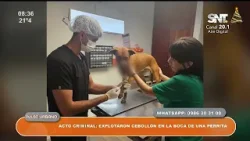 Acto criminal contra una perrita