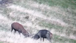 Combat de cerfs en Chartreuse