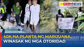 40K marijuana plants, winasak ng mga otoridad; higit P14.5M na halaga ilegal na droga, nakumpiska