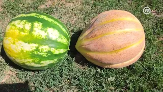 Usred suše i nevremena iz vrta ubrao dinju od 9,5 kilograma