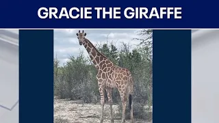 Gracie the Giraffe spotted after escaping from private ranch | FOX 7 Austin