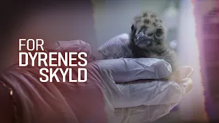 For dyrenes skyld (5:5) Moderløs mågeunge