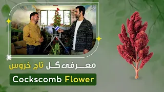 Introduction of Cockscomb flower by a florist  / معرفی گل تاج خروس در یک گلفروشی