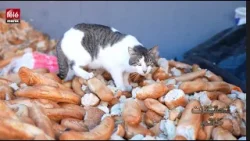 تحقيقات : رغيف الخبز ما مصدره وأين ينتهي ؟