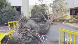 Unisa Fallen Tree Trial 2024 14 Oct