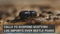 Calls to suspend Scottish log imports over spruce bark beetle concerns