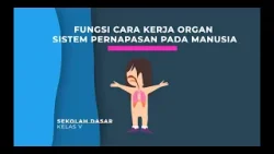Fungsi Cara Kerja Organ Sistem Pernapasan Pada Manusia Fungsi Cara Kerja Organ Sistem Pernapasan Pada Manusia