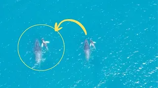 Whales submerge for 15 minutes before reappearing in the Gulf
