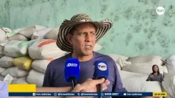 ¡Frijol chiricano en riesgo! Productores de Alanje temen perder más de 50 mil quintales