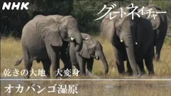 [グレートネイチャー] 乾きの大地 大変身！ ～アフリカ・オカバンゴ湿原～ | NHK