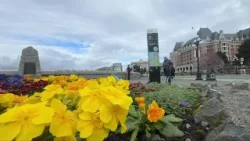 Fundraiser hopes to keep Victoria hanging baskets at current numbers