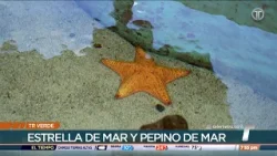 TR Verde: Conservación de los equinodermos