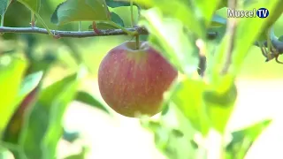 MUSCEL TV News 09/03/2026 MĂRĂCINEANI FRUIT GROWING INSTITUTE – JOB OPENINGS EXAM