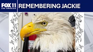 Big Bear community remembers Jackie, the bald eagle