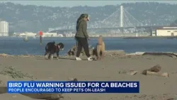 CA health officials warning beachgoers of bird flu for pets after elephant seals contract virus
