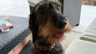 Peneto (Arezzo), dog killed by a wolf. The animal was snatched from the home's yard