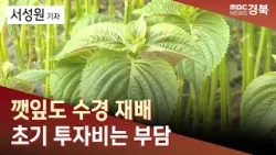 깻잎도 수경 재배를 한다고… 초기 투자비는 부담 / 안동MBC