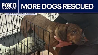 More dogs rescued from Florida hoarding situation