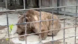 Κριμαία: Μόνο δύο αρκούδες σώθηκαν από την πύρινη λαίλαπα σε ζωολογικό κήπο
