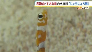 Wriggling out of the sand... "Slither & Squirm Exhibit" features 30 creatures across 5 species de...
