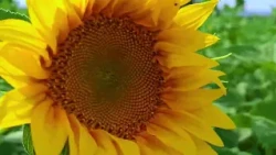 2nd Edition 10/05 Main Diseases in Sunflower Enrique Alberione pt1