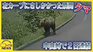 「何かポンと！」車で走行中左カーブにさしかかった瞬間にクマ 中山峠で２日連続クマ目 撃運転する際は注意