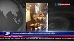 Rescatan autoridades a 60 perros de condiciones deplorables