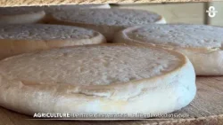 Dermatose, climat, attractivité... La filière du Reblochon s'adapte