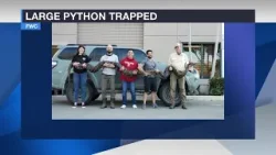 177-pound Burmese python captured, one of the largest in Florida program's history