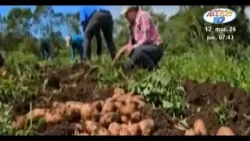 Nicaragua proyecta cosechar más de 149 mil quintales de papa en marzo para garantizar abastecimiento