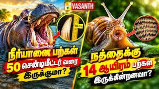 நத்தைக்கு 14 ஆயிரம் பற்கள் இருக்கின்றனவா? | Therinthu Kolvom | Vasanth TV