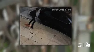 West Baltimore family asks for return of Shiba Inu