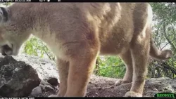 State: Deadly mountain lion attacks extremely rare