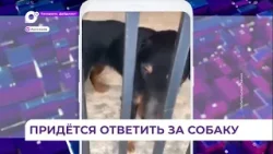 Глава СК РФ Бастрыкин поручил установить обстоятельства нападения собаки на детей в Приморье