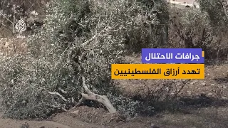 اقتلاع الزيتون وتجريف الأراضي.. الاحتلال يضيّق على فلسطينيي الضفة الغربية