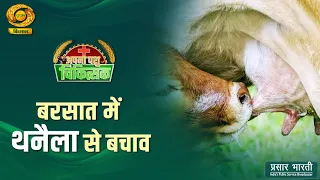 Apna Pashu Chikitsak: Preventing Mastitis During Monsoon | DD Kisan | 08/16/2026