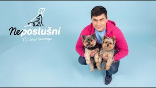 Dva yorkshiry, nekonečné značkovanie a majiteľka na pokraji síl | Neposlušní