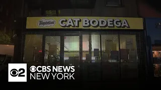Free pop-up pays tribute to NYC's beloved bodega cats