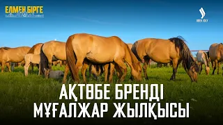 Ақтөбе балмұздағының сұранысы неліктен жоғары? | Елмен бірге