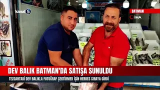 Dev Balık Batman'da Satışa Sunuldu! 1,5 Metrelik Balık 69 Kilo