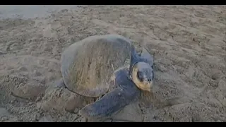 Over 3,300 Olive Ridley sea turtles nest in Carazo and hatchlings are released