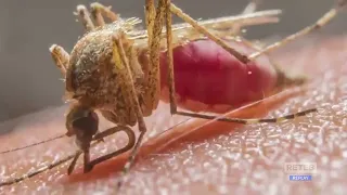 Chieti – West Nile, pest control expanded