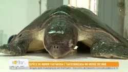 Espécia de menor tartaruga do mundo é taxidermizada no Museu do Mar - 09/04/26