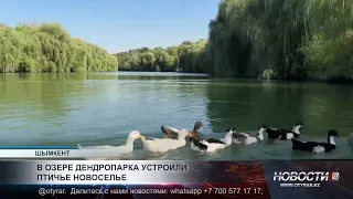 В озере дендропарка появились новые пернатые жители