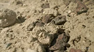 Toad check: Island’s Western Toad crawl continues, these trail closures are in effect