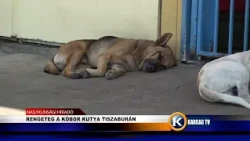 RENGETEG A KÓBOR KUTYA TISZABURÁN