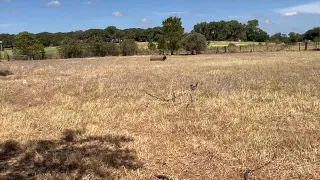 Texas heat destroys 100% of outdoor crops at local farm
